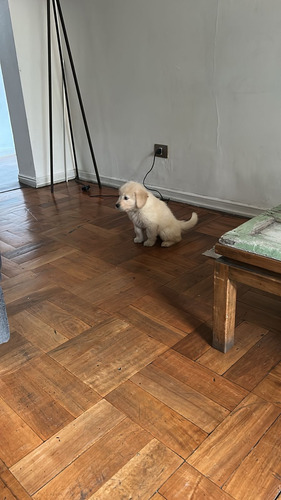 Cachorro Golden Retriever De 2 Meses Con Vacunas