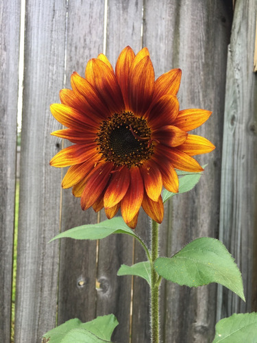 30 Semillas De Girasol Velvet Queen Autenticas Importadas