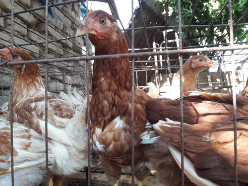 Gallinas Ponedoras (fbmanueluceda)