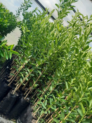 Imagem 7 de 9 de Muda De Lima Enxertada Produção P/ Vasos Jardim E Pomar