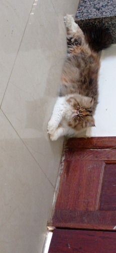 Persa