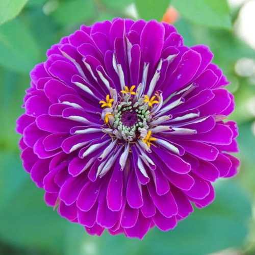 Flor Zínia Gigante Cores Sortidas Para Jardins 60 Sementes