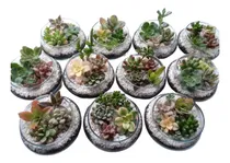 Comprar Pack 5 Terrarios Suculenta Vidrio Boinan°1 Souvenir\u002F9cm