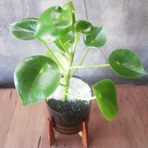 Imagen 8 de 9 de Peperomia Cuchara Little Terrario 16 Con Soporte