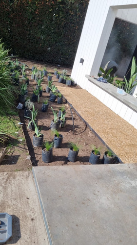 Paisajismo Jardinería Sistemas De Riego Parquizacion Podas