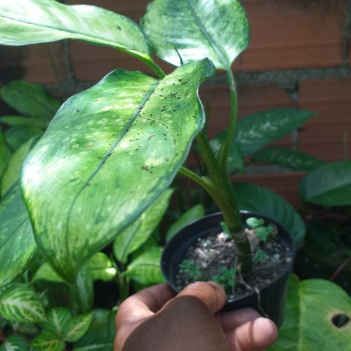 Muda Comigo Ninguem Pode+samambaia+tinhoraobranco+maranta