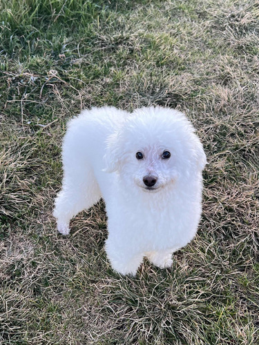 Monta Caniche No Es Con Fines Lucrativos, Solo Quiero 1 Bb