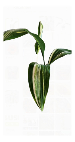 Aspidistra Elaitor Variegada -hoja De Salon- 