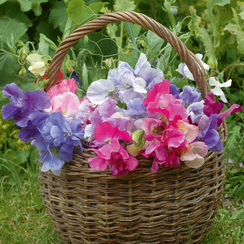 Semillas De Arvejilla De Olor - Lathyrus Odoratus