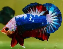 Comprar Betta De Linhagem Plakat Fancy