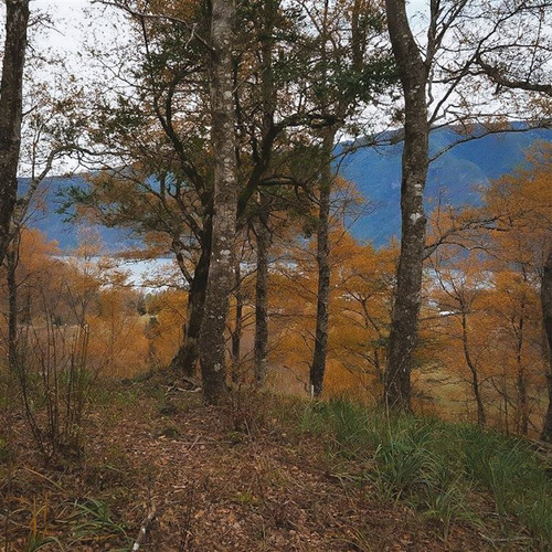 Sitio En Venta En Cunco Lago Colico
