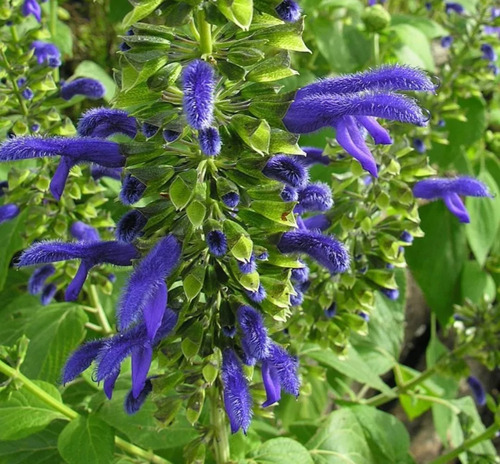 Salvia Mexicana, Tlacote, 10 Semillas, Mp