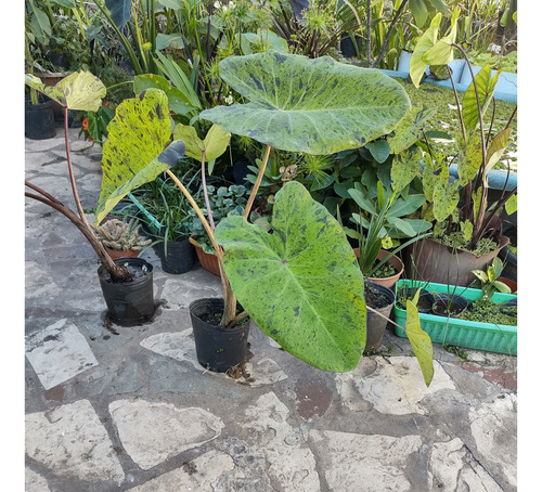 Colocasia Mojito