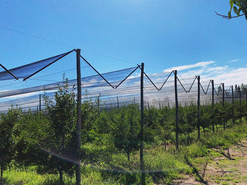 Finca Premium De Ciruelas Dagen Con Infraestructura De Alta Tecnología Cuadro Benegas San Rafael