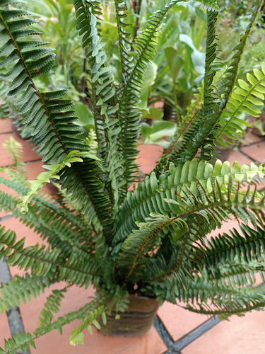 Plantas Gdes Helecho Exterior Duranta Drascena Yuca Y Más