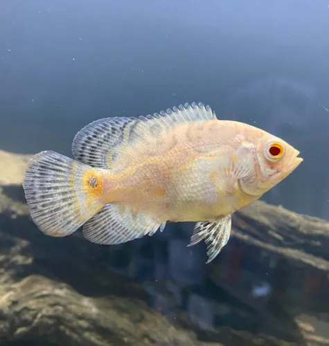 Oscar Albino (1 Unidad)