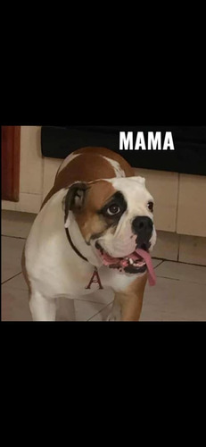 Imagen 5 de 5 de Cachorra Bulldog Ingles Con Certificado De Registro Fcv