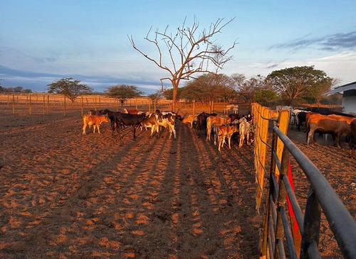 Venta Finca Productora De Cereales Y Ganado