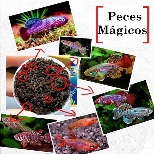 Kit Mascotera Killi Fish Mascotas Instantaneas! Killifish!