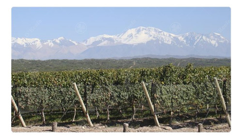 Imagen 2 de 22 de Viñedo Premium De Altura En Mendoza En Venta Sobre Fracción De 23 Has - Oportunidad