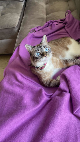 Imagen 4 de 5 de Hospedaje Pensión Cuidado Para Gatos/ Guardería Gatos