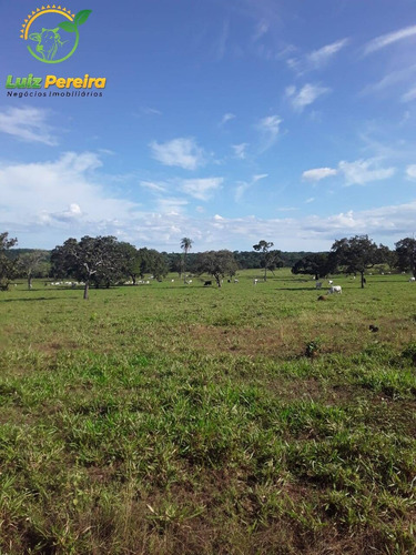 Imagem 3 de 15 de Fazenda Á Venda Em Dois Irmãos - To - 760 Hectares (dupla Aptidão) - 2086