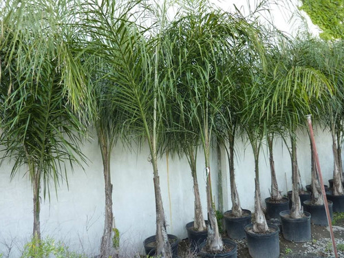 39 Semillas De Palmera Pindó ,nativa (envío Gratis)