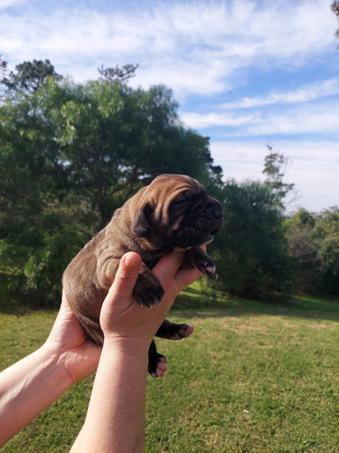 Cachorros Filas Brasileros 