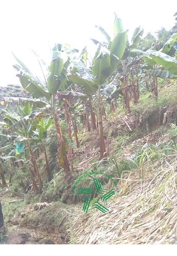 Imagen 6 de 22 de Finca Productiva A La Venta Via A Marsella