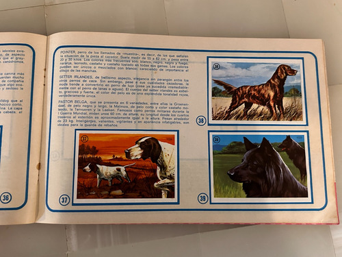 Album De Estampas Tu Mejor Amigo, El Perro Wonder De 1978