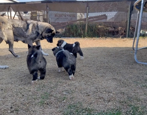 Imagen 2 de 3 de Cachorros Akita Americano 350 Por Cada Perrito