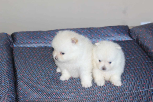 Filhotes De Spitz Alemão Anão Com Pedigree