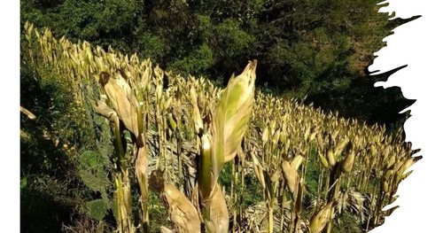 Semilla De Maiz Para Grano Blanco Para Temporal Y Riego 5kg