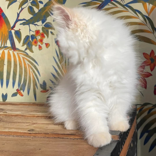 British Longhair Gatitos