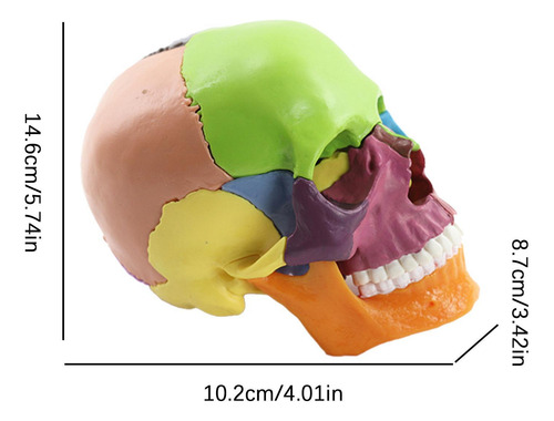 Modelo De Cráneo Cráneo De Anatomía Cabezas De Calavera Desm