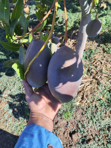 Fertilizante Arrancador 8-24-0 (5 Litros)