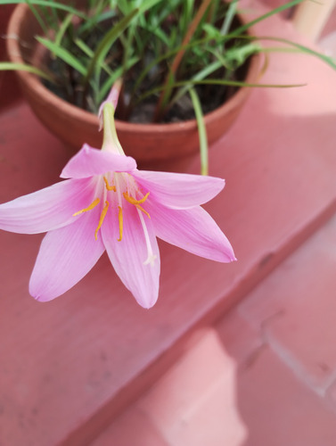 Lirio De Lluvia - Zephyrantes Rosea