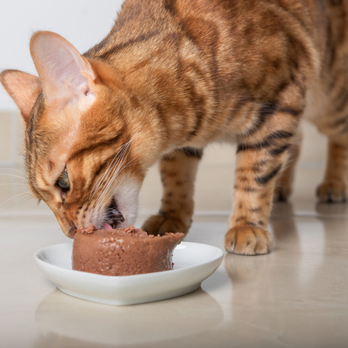 Pate Salmon Alimento Para Gatos Pack 24 Latas Felix 156 Gr