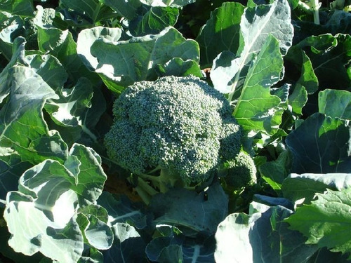 Imagen 2 de 4 de Semillas Brócoli X Sobre Huerta En Casa