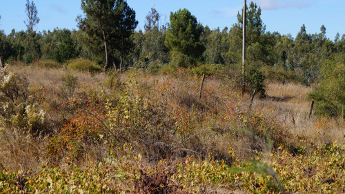 Terreno 5000 M2 Con Agua Y Luz Quillón (74927)