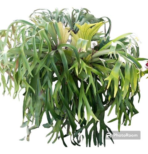 Cacho De Venado (platycerium Bifurcatum)-planta Natural 