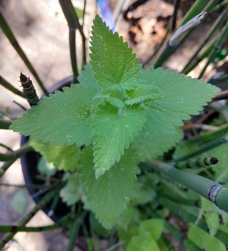 Planta Nepeta Cataria, Hierba De Gatos Misvegetalesorganicos