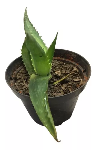 Muda Aloe Vera / Babosa - Orgânico - Planta medicinal