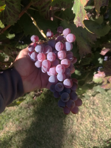 Imagen 7 de 11 de +*promocion*+* Cabañas Cielo Azul En Tierras Del Malbec