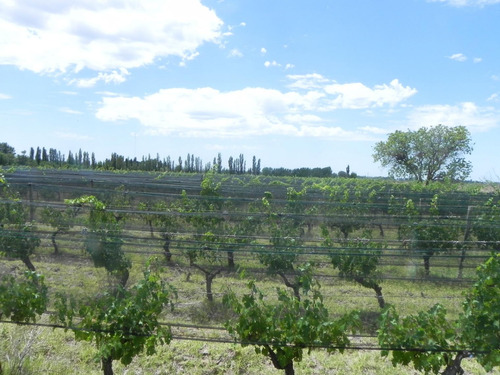 Quinta En Venta - 4 Dormitorios 2 Baños - Cochera - 150.000mts2 - San Rafael