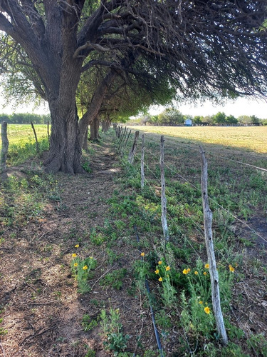 Imagen 12 de 14 de Campo Productivo En Leandro Alem