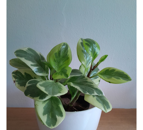 Planta Peperomia Obtusifolia Variegada/lemon/watermelon