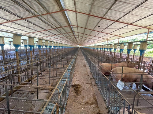 Imagen 2 de 12 de Finca Para La Cria De Cerdos En La Victoria En Venta