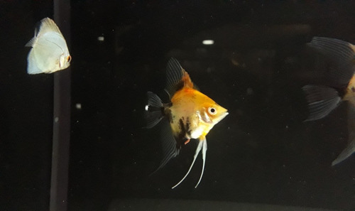 Escalar Red Devil Importados Tropicales Polypterama