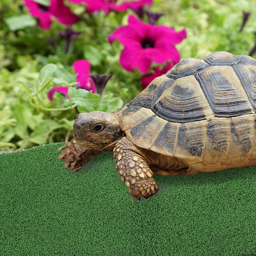 Plataforma De Escalada Para Tortugas, Césped, Tortuga, Repti